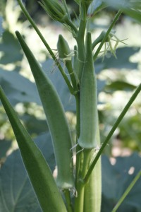 Okra plant